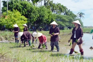 Agrartourismus in Vietnam: Erfahrungen säen, Erinnerungen ernten 19 Agrartourismus