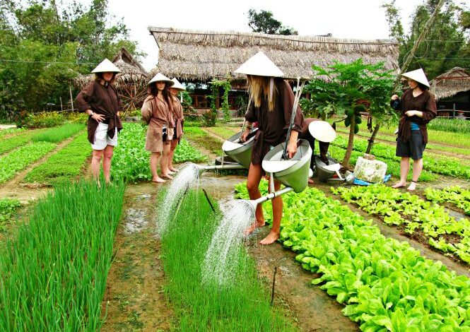 Agrartourismus in Vietnam: Erfahrungen säen, Erinnerungen ernten 26 lang rau tra que hoi an Tim voi Google
