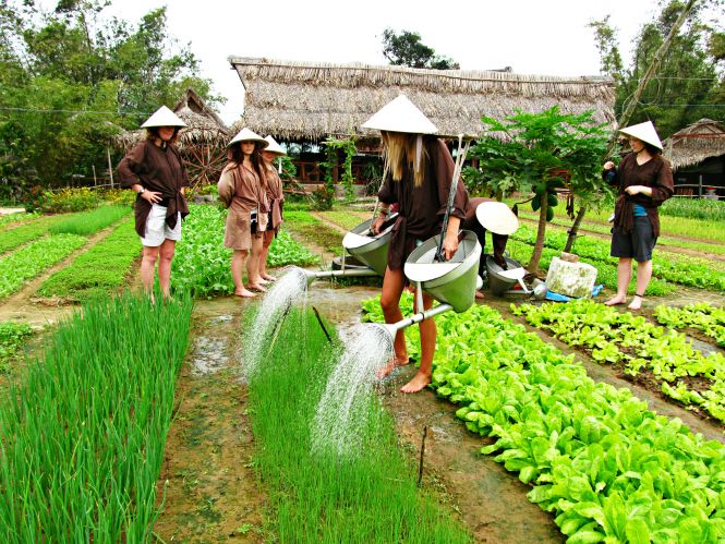 Agrartourismus in Vietnam: Erfahrungen säen, Erinnerungen ernten 18 lang rau tra que hoi an Tim voi Google