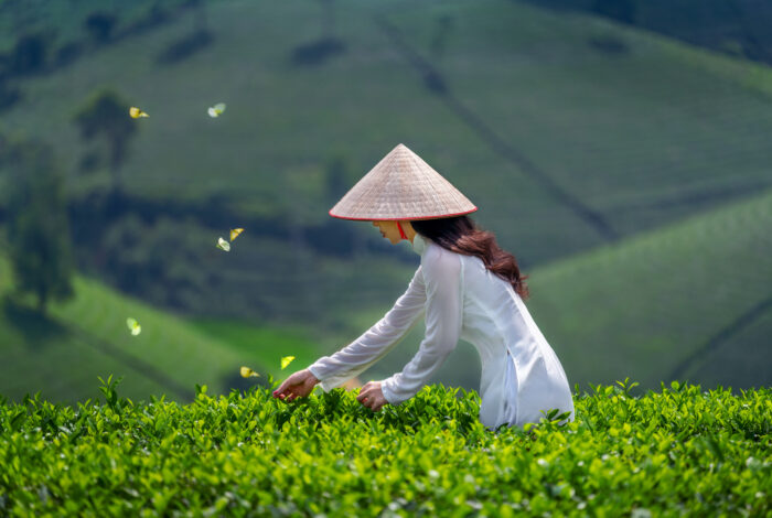 5 Gründe, sich in Vietnam zu verlieben – Kultur, Natur & Traumstrände 18 iStock 1425103310