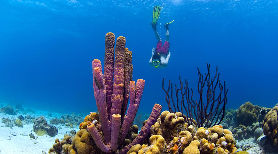 hoc lan free diving