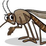 mosquito