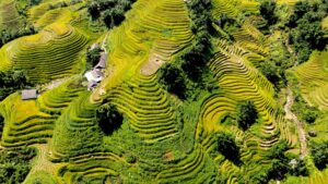 Top 10 Dinge, die man in Sapa unbedingt erleben muss – Für ein unvergessliches Abenteuer 19 Rice Terrace in Sapa 1