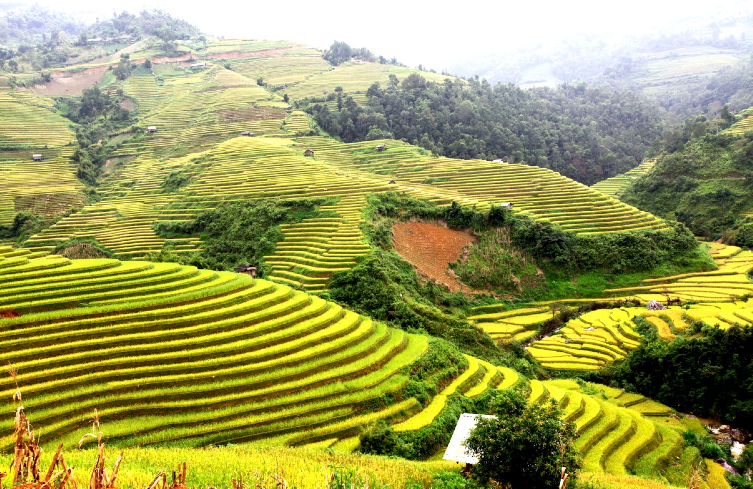 Mu Cang Chai: Vietnams goldenes Reisterrassen Paradies 18 la pan tan giangnam