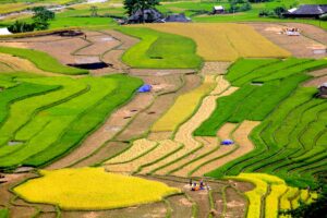 Mu Cang Chai: Vietnams goldenes Reisterrassen Paradies 21 mucangchai pacifictravel
