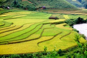Mu Cang Chai: Vietnams goldenes Reisterrassen Paradies 19 mucangchai pacifictravel3