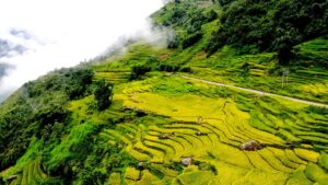 Rice Terrace in Sapa 5