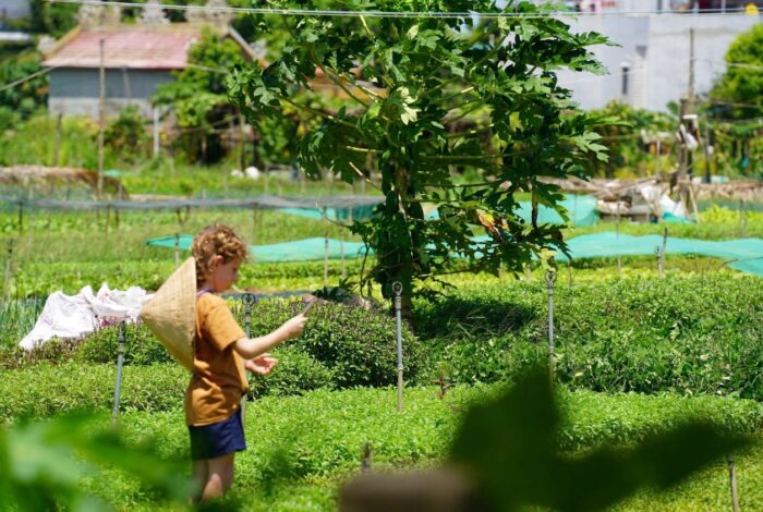 Tra Que Village – Wo Hoi An im Grünen aufatmet 18 Tra Que vegetable village1