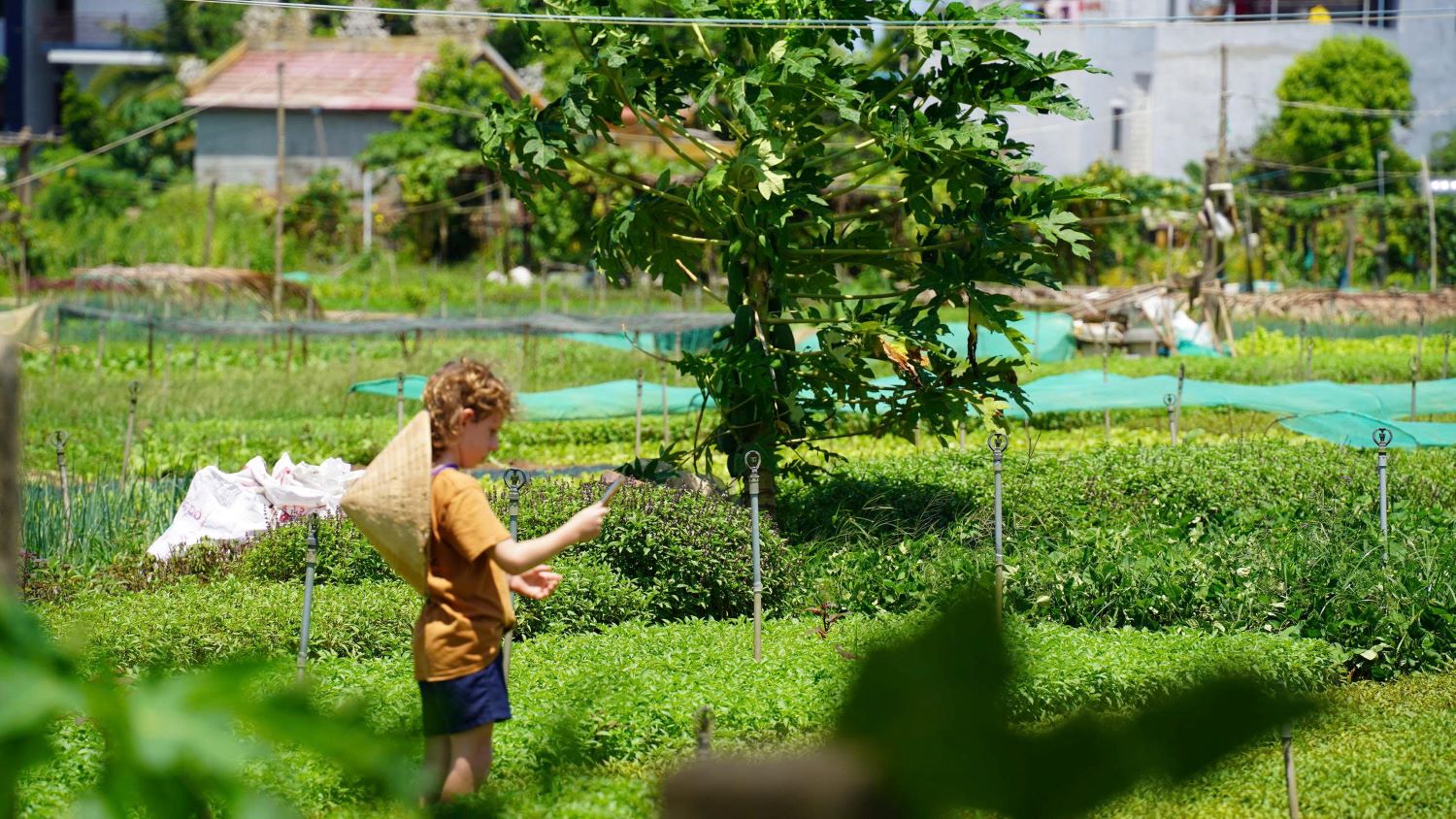 Tra Que Village – Wo Hoi An im Grünen aufatmet 18 Tra Que vegetable village1