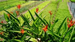 Tra Que Village – Wo Hoi An im Grünen aufatmet 19 Tra Que vegetable village2