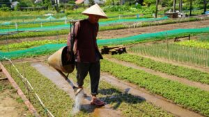 Tra Que Village – Wo Hoi An im Grünen aufatmet 21 Tra Que vegetable village4