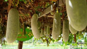 Tra Que Village – Wo Hoi An im Grünen aufatmet 23 Tra Que vegetable village8