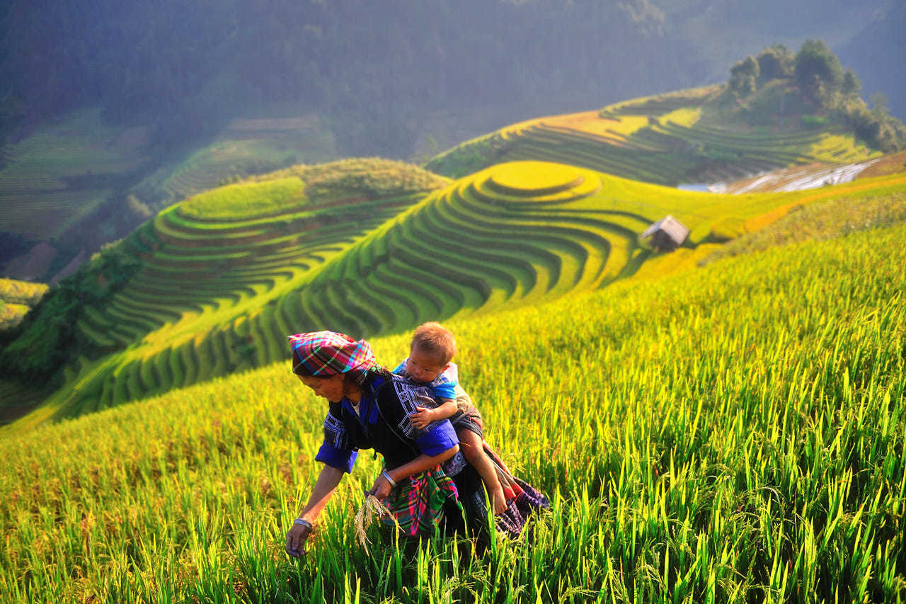 Mu Cang Chai 15 mu cang chai