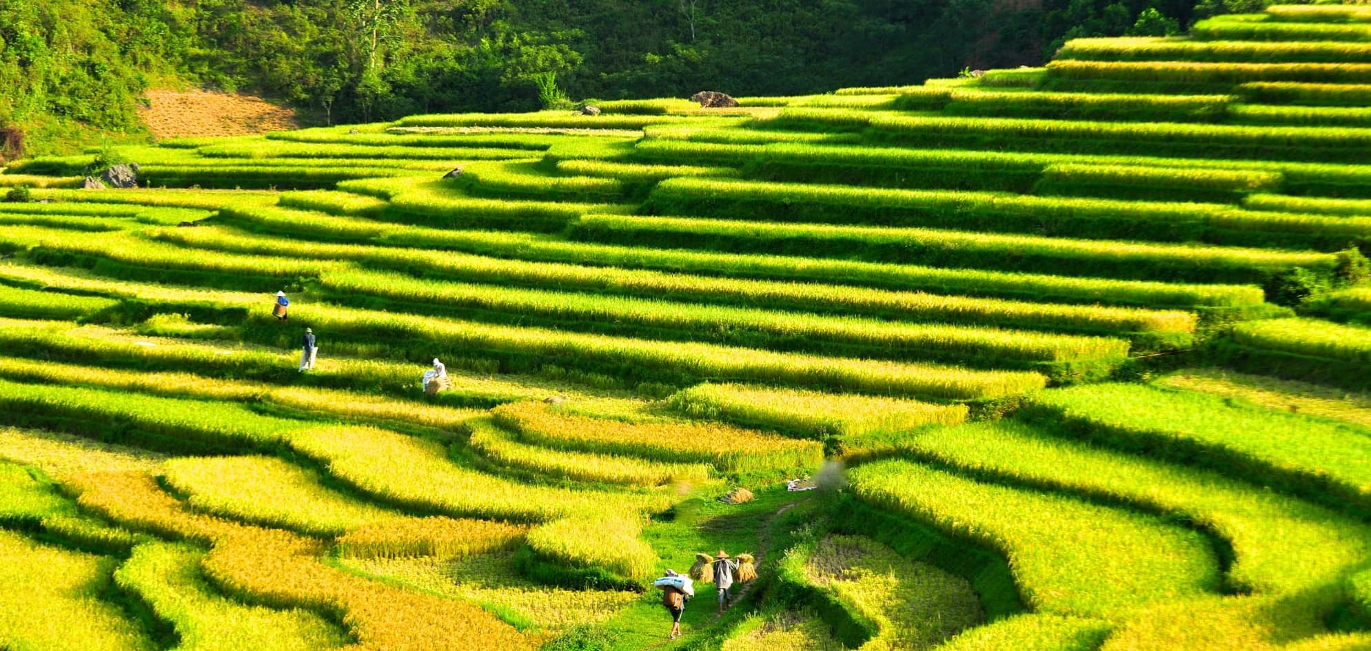 ruong bac thang Puluong mai chau