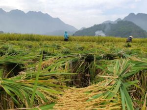 Mai Chau Harvest